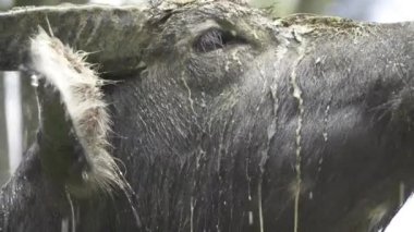 Man and His Torajan Sacrifice Water Buffalo at Village Toraja, Indonesia