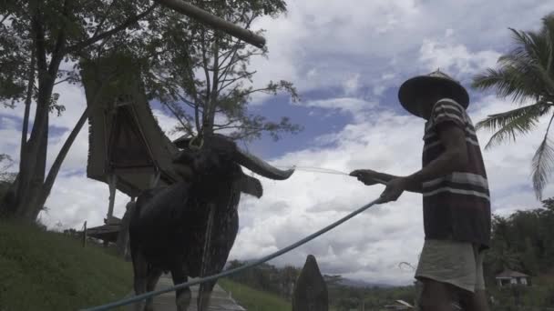 Man His Torajan Sacrifice Water Buffalo Village Toraja Indonesia — Stockvideo