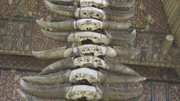 Tongkonan Traditional Ancestral House Toraja South Sulawesi Indonesia Buffalo Skulls — Stock video