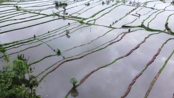 Aerial Drone Mount Agung Volcano Paddy Rice Fields Cloudy Morning — Vídeos de Stock