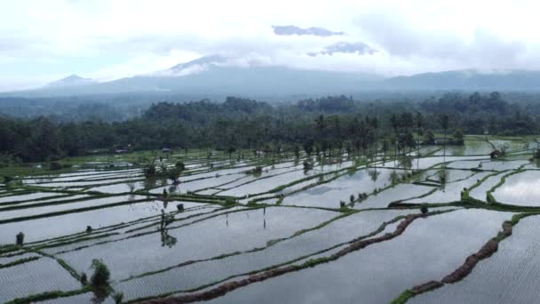 Aerial Drone Mount Agung Volcano Paddy Rice Fields Cloudy Morning — Vídeo de Stock