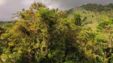 Green Forest Mountain Sidemen Karangasem Bali Indonesia