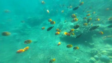 Beautiful Underwater Snorkeling Fishes Sea Coral Temple in Jemeluk Bay Amed Beach 