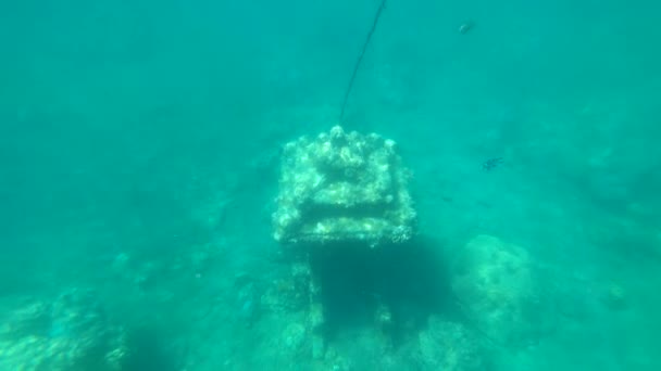 Beautiful Underwater Snorkeling Fishes Sea Coral Temple Jemeluk Bay Amed — Video