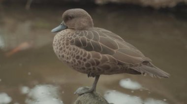 Beautiful Female Mandarin duck Aix galericulata perching duck species native to the East Palearctic
