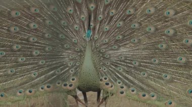 Endangered Male Green Peafowl Peacock Pavo muticus in Display - The Tropical Forests of Southeast Asia