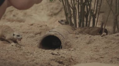 Meerkats Meerkat Suricate Mob from Coming Out from Hole on The Ground