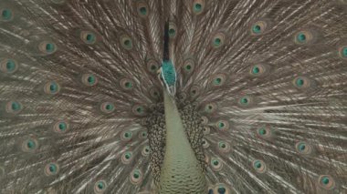 Endangered Male Green Peafowl Peacock Pavo muticus in Display - The Tropical Forests of Southeast Asia