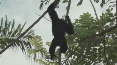 Siamang Symphalangus syndactylus Climbing The Trees