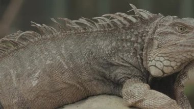 Iguana Reptile Lizard Walking Details  Texture Close-Up