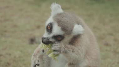 Feeding Endangered Cute Ring-tailed Lemur Eating Portrait 