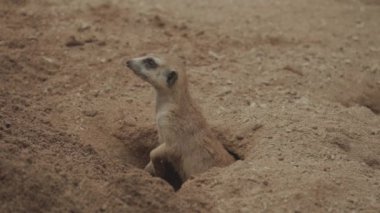 Meerkats Meerkat Suricate Mob from Coming Out from Hole on The Ground