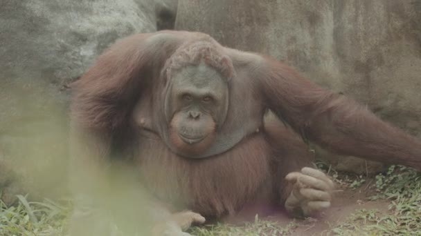 Орангутанг Понго Пигмеус Находящийся Угрозой Исчезновения Траве Примат Млекопитающего Индонезия — стоковое видео