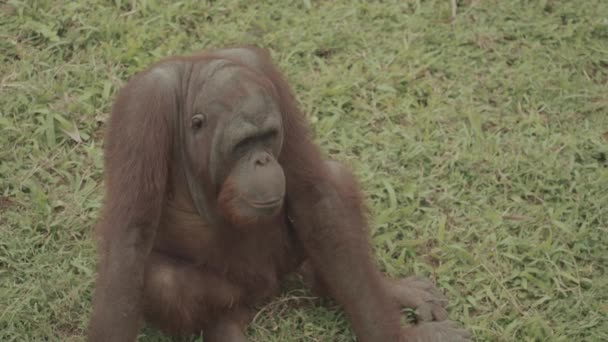 Endangered Bornean Orangutan Pongo Pygmaeus Grass Mammal Primate Indonesia Great — Vídeo de Stock