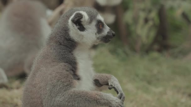 Feeding Endangered Cute Ring Tailed Lemur Eating Portrait — Stock video
