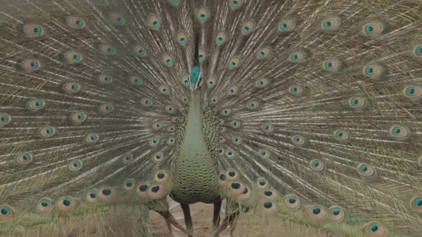 Endangered Male Green Peafowl Peacock Pavo Muticus Display Tropical Forests — Stockvideo