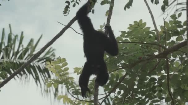 Siamang Symphalangus Syndactylus Climbing Trees — 비디오