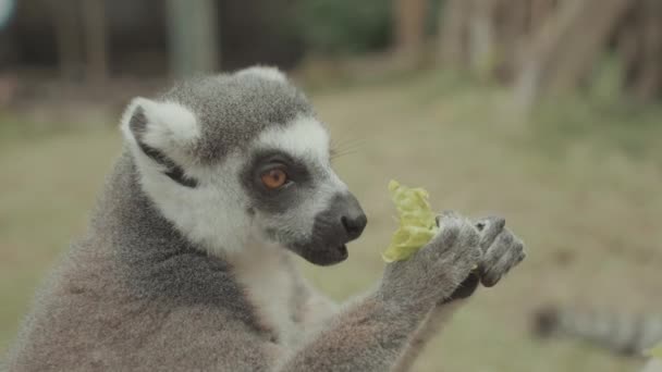 Τροφή Εξαφάνισε Χαριτωμένο Δαχτυλίδι Ουρά Lemur Τρώγοντας Πορτρέτο — Αρχείο Βίντεο