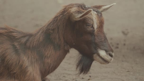 Pygmy Goats Small Breed Domestic Goat — Videoclip de stoc
