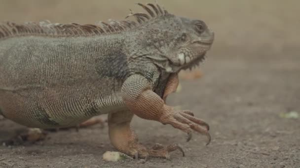 Iguana Reptile Lizard Walking Details Texture Close — Stock video