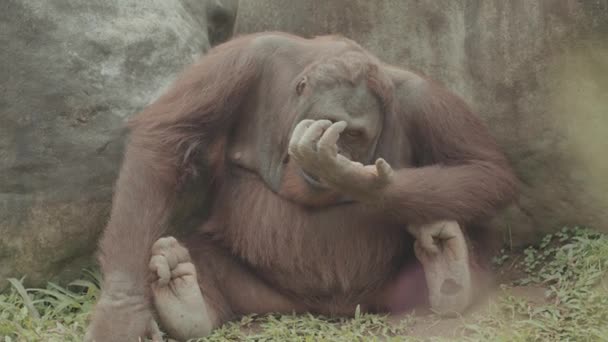 Орангутанг Понго Пигмеус Находящийся Угрозой Исчезновения Траве Примат Млекопитающего Индонезия — стоковое видео