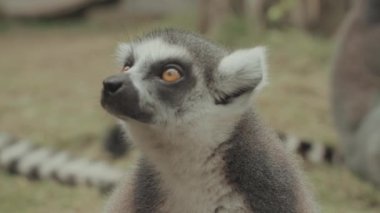Feeding Endangered Cute Ring-tailed Lemur Eating Portrait 