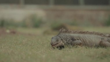 Iguana Reptile Lizard Walking Details  Texture Close-Up