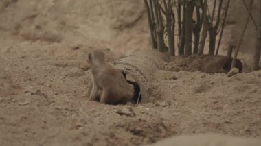 Meerkats Meerkat Suricate Mob from Coming Out from Hole on The Ground