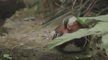 Beautiful Mandarin duck Aix galericulata perching duck species native to the East Palearctic