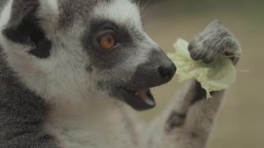 Feeding Endangered Cute Ring-tailed Lemur Eating Portrait 