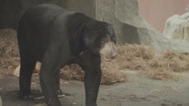 Sun Bear Helarctos malayanus Black Short Soft Hair