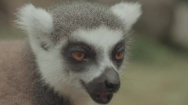 Feeding Endangered Cute Ring-tailed Lemur Eating Portrait 