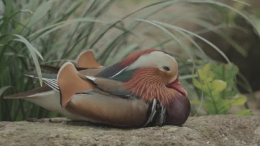 Beautiful Mandarin duck Aix galericulata perching duck species native to the East Palearctic
