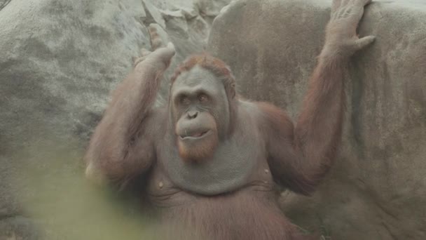 Endangered Bornean Orangutan Pongo Pygmaeus Grass Mammal Primate Indonesia Great — Stock Video