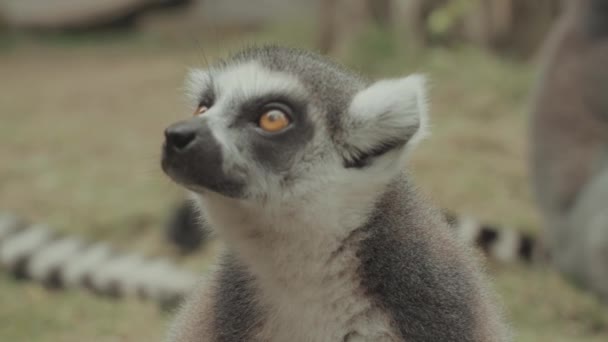Feeding Endangered Cute Ring Tailed Lemur Eating Portrait — Stock Video