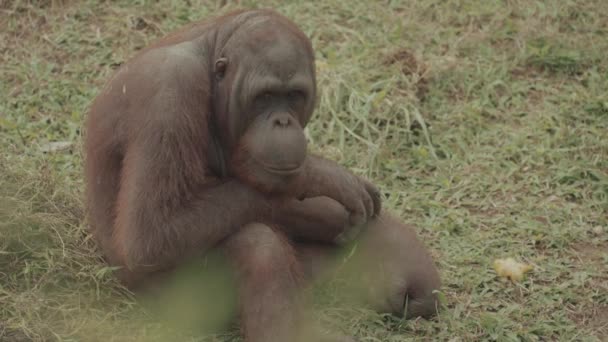 Endangered Bornean Orangutan Pongo Pygmaeus Grass Mammal Primate Indonesia Great — Stock Video