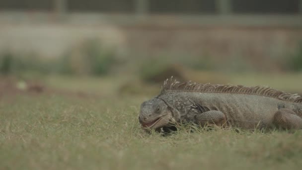 Iguana Reptile Lizard Walking Details Texture Close — Vídeo de Stock