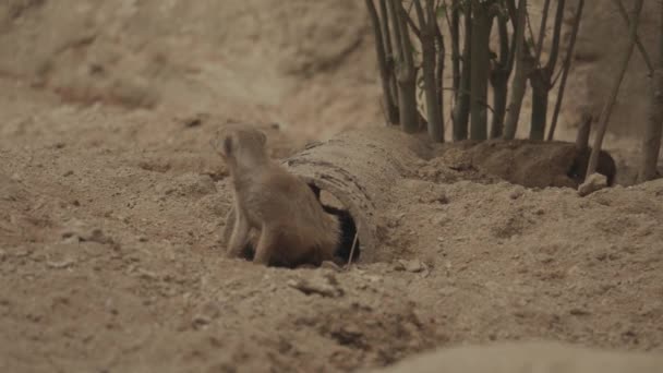 Meerkats Meerkat Suricate Mob Coming Out Hole Ground — Vídeo de Stock