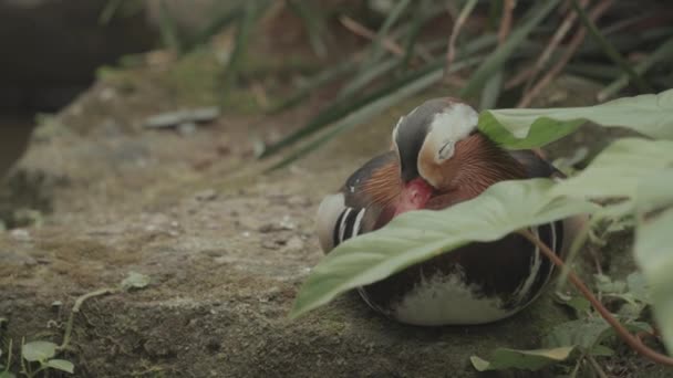 Beautiful Mandarin Duck Aix Galericulata Perching Duck Species Native East — Stock video