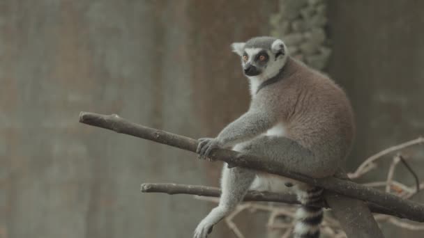 Feeding Endangered Cute Ring Tailed Lemur Eating Portrait — Vídeo de Stock