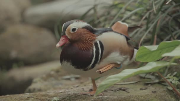 Beautiful Mandarin Duck Aix Galericulata Perching Duck Species Native East — Video Stock