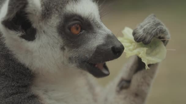 Feeding Endangered Cute Ring Tailed Lemur Eating Portrait — ストック動画