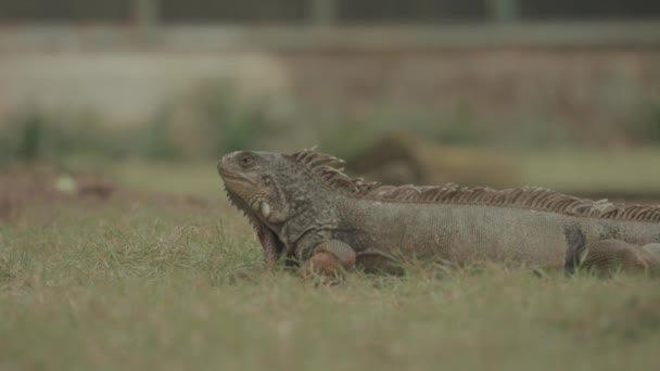 Iguana Reptile Lizard Walking Details Texture Close — Vídeo de Stock