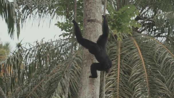 Siamang Symphalangus Syndactylus Climbing Trees — Stockvideo