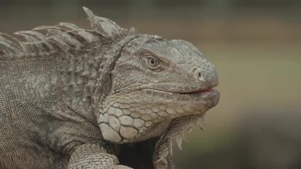 Iguana Reptile Lizard Walking Details Texture Close — ストック動画