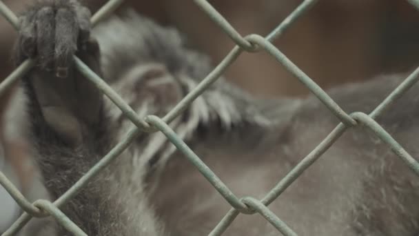 Agile Gibbon Hylobates Agilis Endangered Animal — 图库视频影像