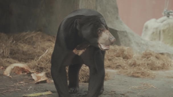 Sun Bear Helarctos Malayanus Black Short Soft Hair — Stockvideo