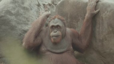 Endangered Bornean Orangutan Pongo pygmaeus on The Grass - Mammal Primate Indonesia Great Apes Native to Asia