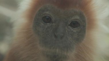 Portrait of Vulnerable Javan Lutung Langur Trachypithecus auratus Originally from Indonesia