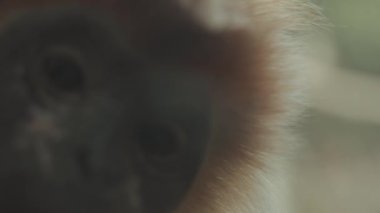 Portrait of Vulnerable Javan Lutung Langur Trachypithecus auratus Originally from Indonesia